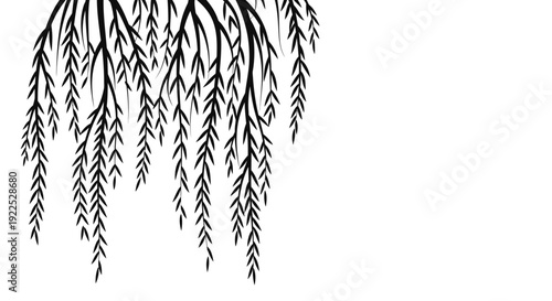 Black and white illustration of willow tree branches.