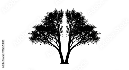 Silhouette of two trees with intertwined branches against a white background.