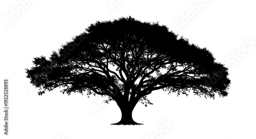 Silhouette of a majestic tree with sprawling branches and dense foliage.