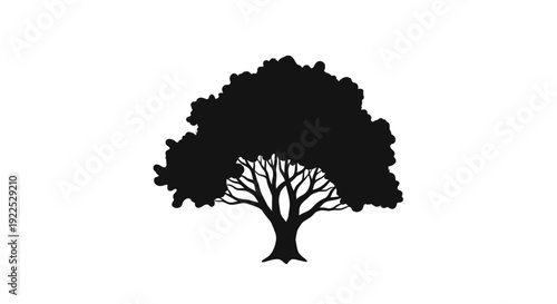 Silhouette of a tree with dense foliage and bare lower branches.