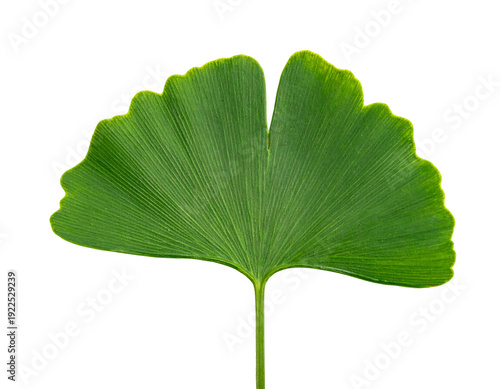 Close-up of a vibrant green Ginkgo biloba leaf against a white background.