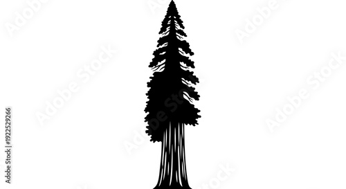 Silhouette of a tall evergreen tree against a white background.