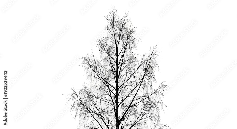 Obraz premium Bare tree branches against a white background.