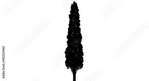 Silhouette of a tall coniferous tree against a white background.