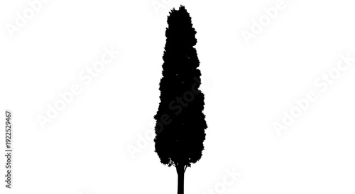 Isolated silhouette of a coniferous tree on white background.
