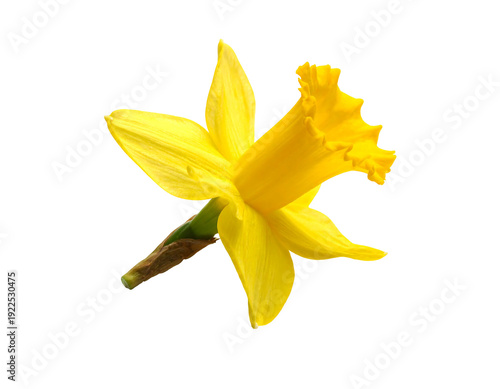 Vibrant yellow daffodil flower isolated on a clean white background springtime bloom.