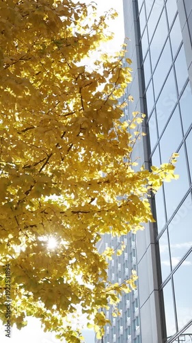 Beautiful golden ginkgo tree leaves reflecting on a modern glass skyscraper in Tokyo.