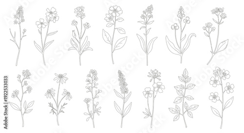 Delicate Hand Drawn Botanical Line Art Flowers and Plants Set