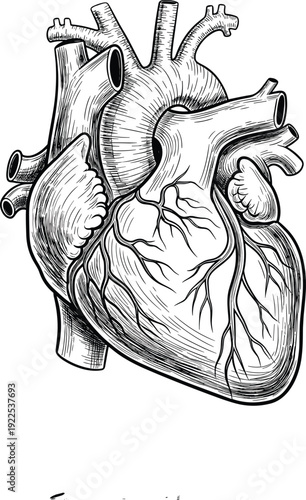 Human heart engraving vintage anatomical illustration detailed medical organ line art vector isolated design
