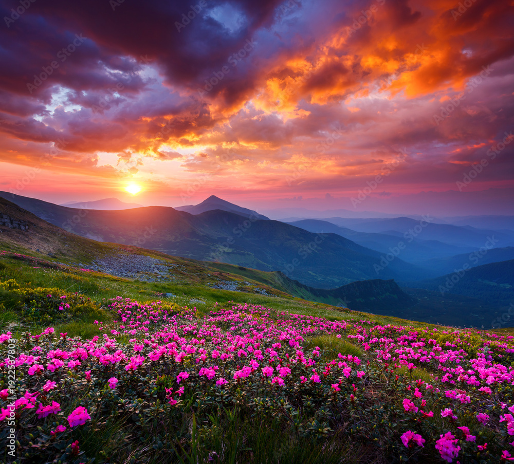 Fototapeta premium Fantastic sunset unfolds over a field of vivid flowers blooming among the Carpathian mountains. Atmospheric picture of harmony and aesthetics.