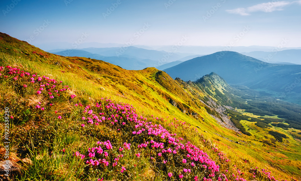 Obraz premium Breathtaking view of lush green hills rolling into distant mountains on a sunny day, creating an atmosphere of harmony and coziness. Chornohora range.