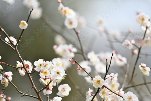 白い梅の花