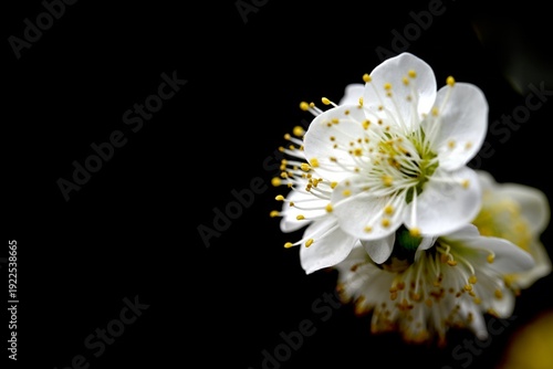 白梅の花のクローズアップ