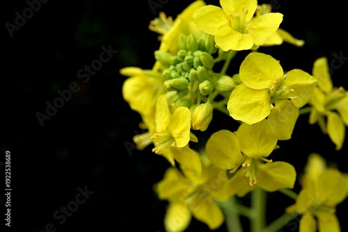 黄色い菜の花のクローズアップ