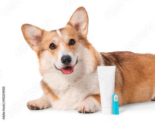 Cute Corgi dog with toothbr...