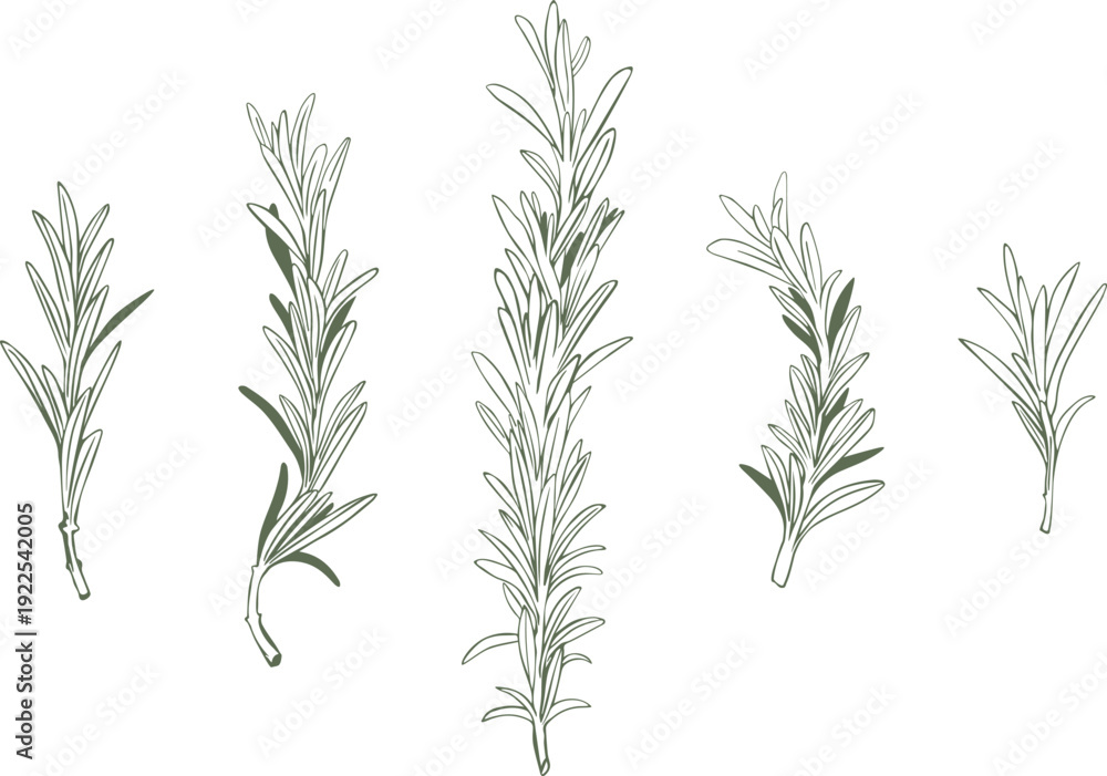 Obraz premium Set of Rosemary sprigs on isolated background. Drawing illustration vector. Hand drawn botanical spices for cooking of provencal herbs. For design, booklets, restaurant menus.