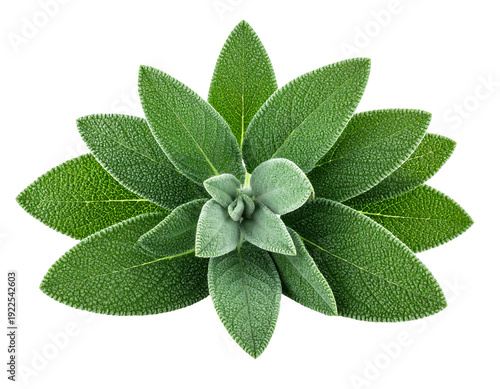 Close-up of a vibrant green sage plant with textured leaves.