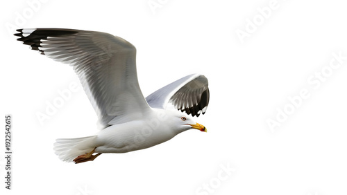 Seagull flying isolated on transparent background in air