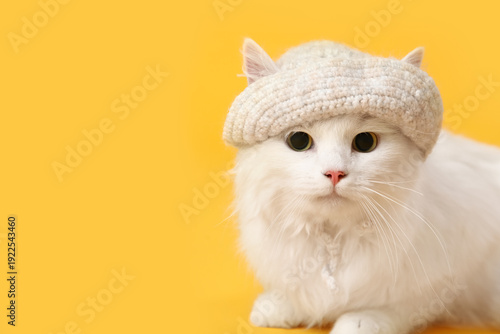 Cute white cat in funny hat...