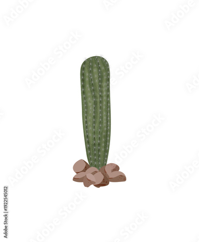 Vector illustration of a long green cactus on small stones.