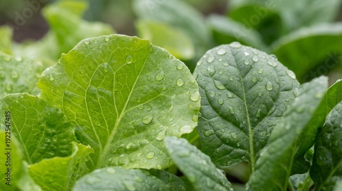 Fresh green leaves in the g...