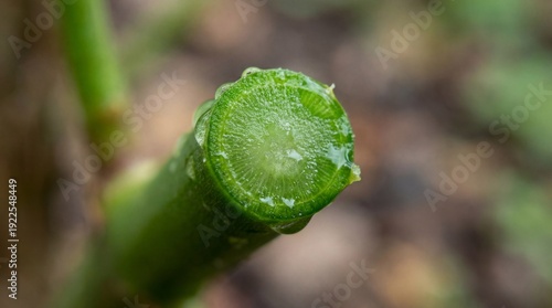 A captivating macro shot of...