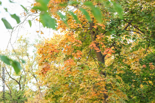 Beautiful trees with colour...