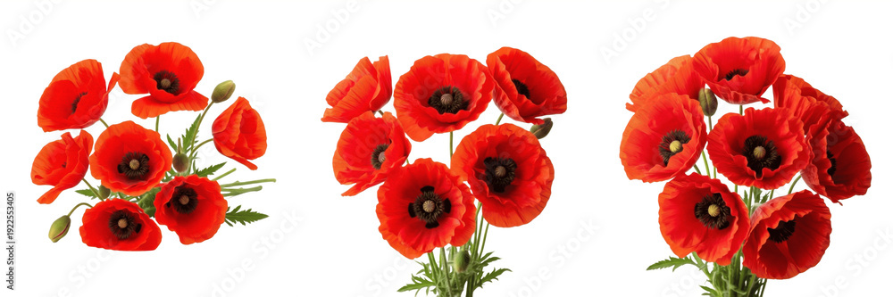 Obraz premium Set of Red Poppy Flowers PNG - Vibrant Floral Bouquets Transparent Background PNG