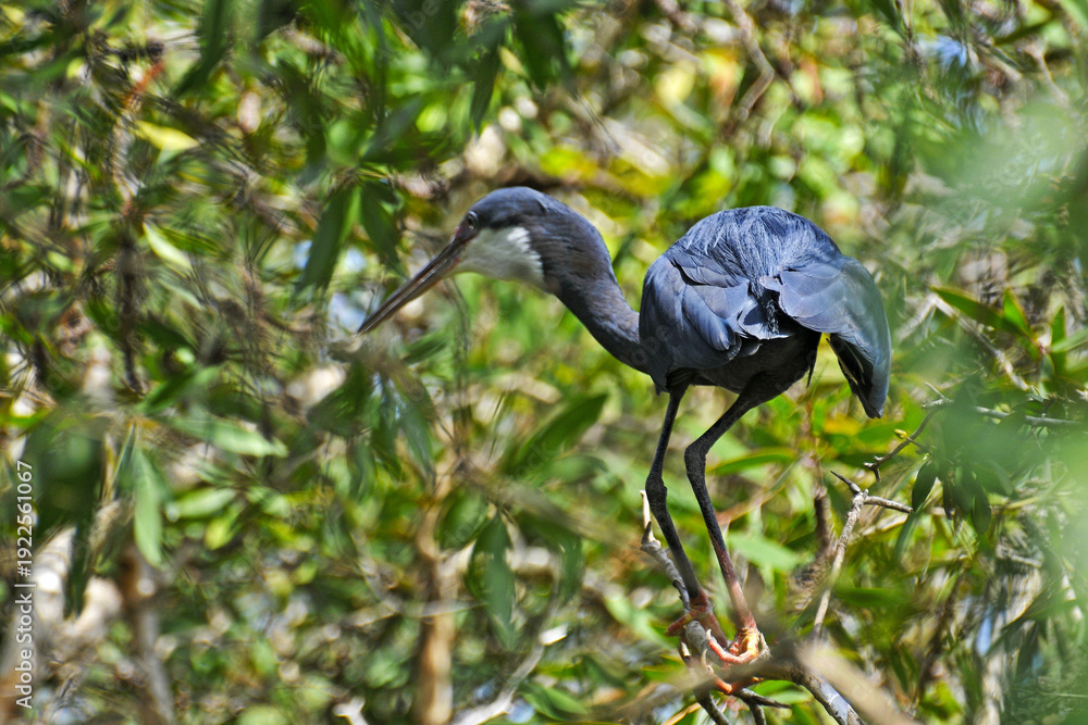 Fototapeta premium Aigrette dimorphe perchée dans un arbre