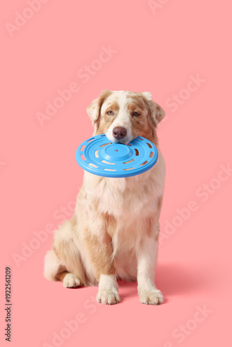Cute Australian Shepherd do...