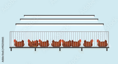Battery cage system for chickens illustrating industrial egg production.