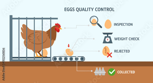 Egg Quality Control Process from Hen to Collection.