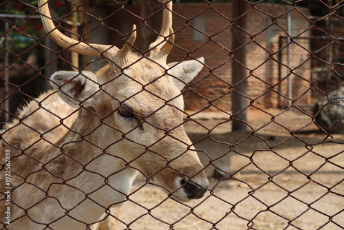 Schilderij op canvas Close-up Portrait of a Fallow Deer with Antlers Behind a Chain-Link Fence in an Outdoor Enclosure