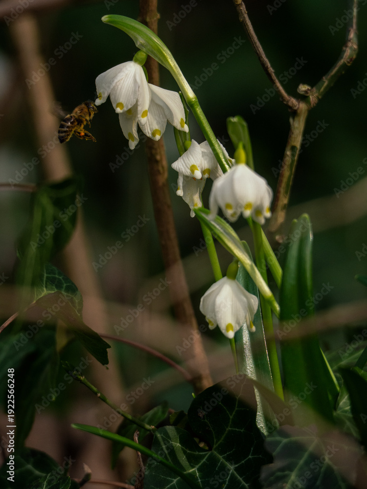Obraz premium BEES POLLINATE THE FIRST SPRING FLOWERS