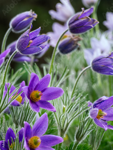 Photos Pasque flower blooming. Purple primroses in spring.