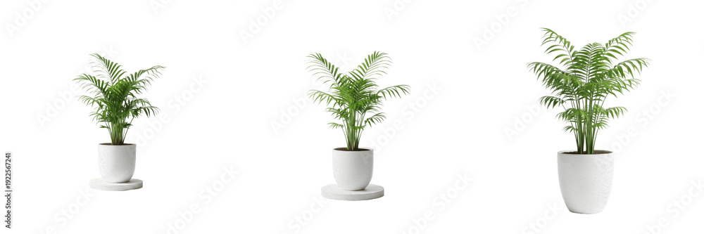 Fototapeta premium Set of Potted Indoor Palm Plants - Realistic Houseplant Greenery with Transparent Background PNG