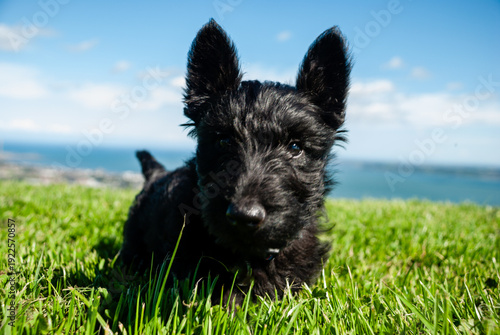 Canvas Print Scottish Terrier Puppy, closeup, in long grass.