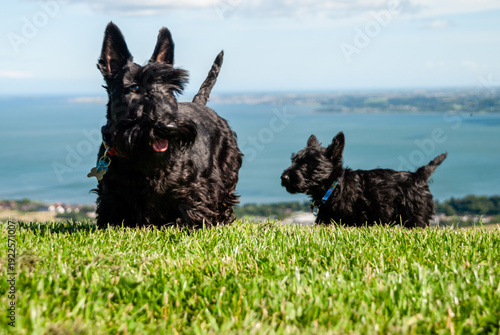 Canvastavla Scottish Terriers:  Mummy and Puppy