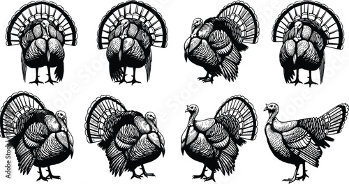 Large Set of Detailed Black and White Turkey Illustrations, Farm Poultry Bird Poses for Thanksgiving, Autumn Harvest, Hunting, and Livestock,