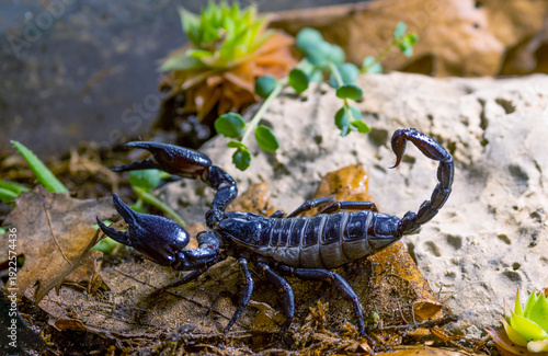 A close-up of an Asian forest scorpion, Heterometrus spinifer, hunting.
