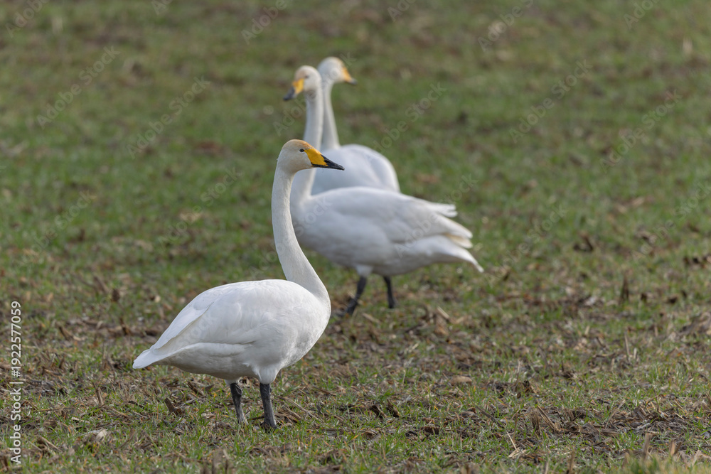 Fototapeta premium Whooper Swan Cygnus cygnus grazing in a field in Alsace, France during winter