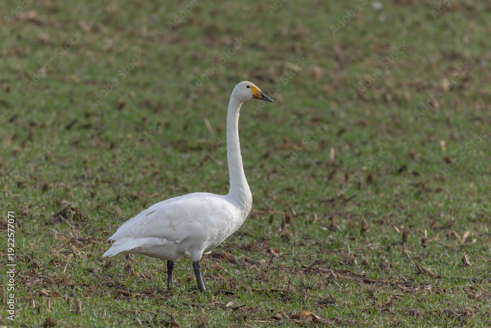 Obraz premium Whooper Swan Cygnus cygnus grazing in a field in Alsace, France during winter
