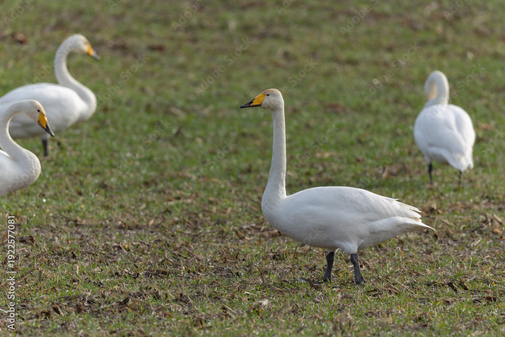Obraz premium Whooper Swan Cygnus cygnus grazing in a field in Alsace, France during winter