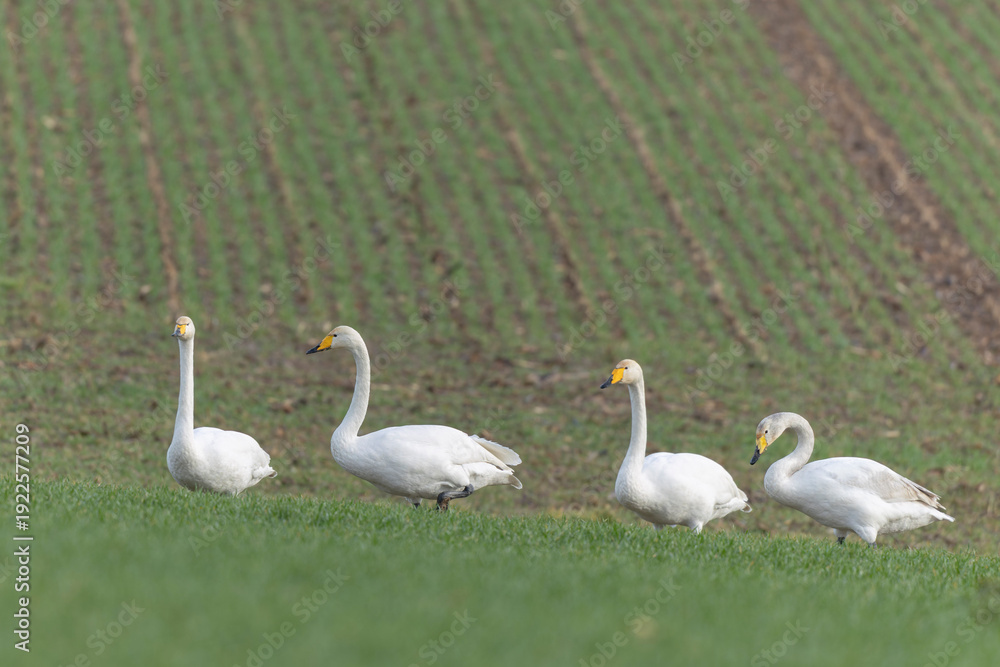 Obraz premium Whooper Swan Cygnus cygnus grazing in a field in Alsace, France during winter