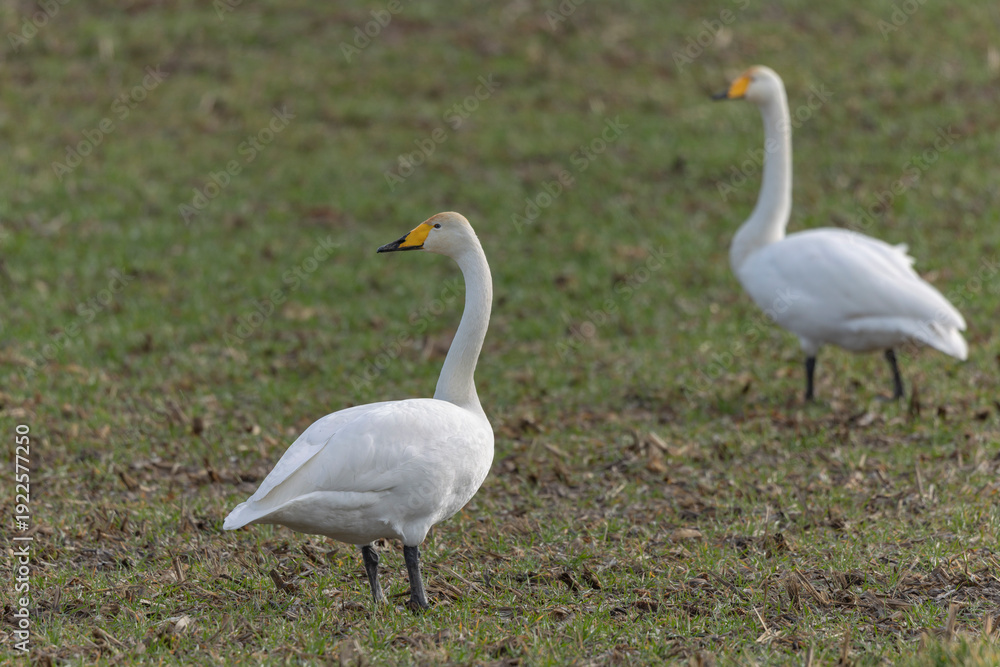Obraz premium Whooper Swan Cygnus cygnus grazing in a field in Alsace, France during winter