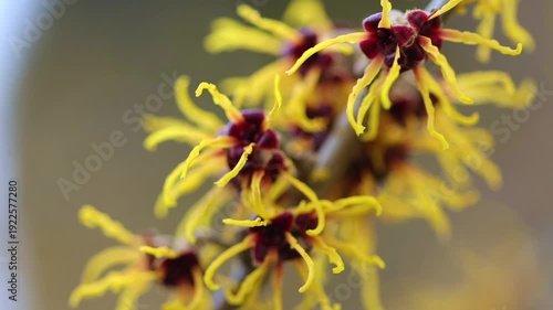 yellow flowers of witch hazel, yellow-purple thread-like flowers, flowering tree in yellow, yellow splendor on the tree, branches swaying gently in the wind, Hamamelis