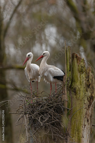 white stork Ciconia Ciconia, an iconic bird in Alsace