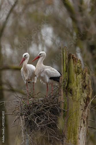 white stork Ciconia Ciconia, an iconic bird in Alsace