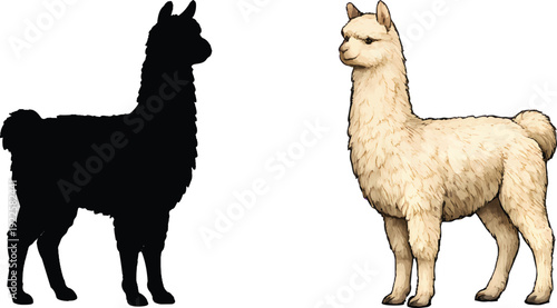 A striking visual contrast a full color llama alongside its black silhouette
