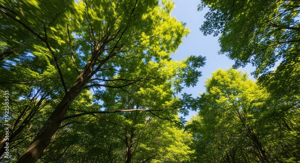 Fototapeta premium Looking upwards at vibrant green treetops reaching toward a bright blue sky